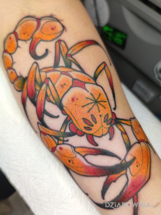 Tatuaż skorpion w motywie znaki zodiaku i stylu neotradycyjne na przedramieniu