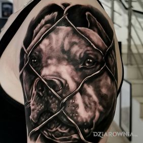 Tatuaż Portret pupila na ramieniu motyw: zwierzęta styl: realistyczne