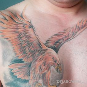 Tatuaż Orzeł na klatce motyw: zwierzęta