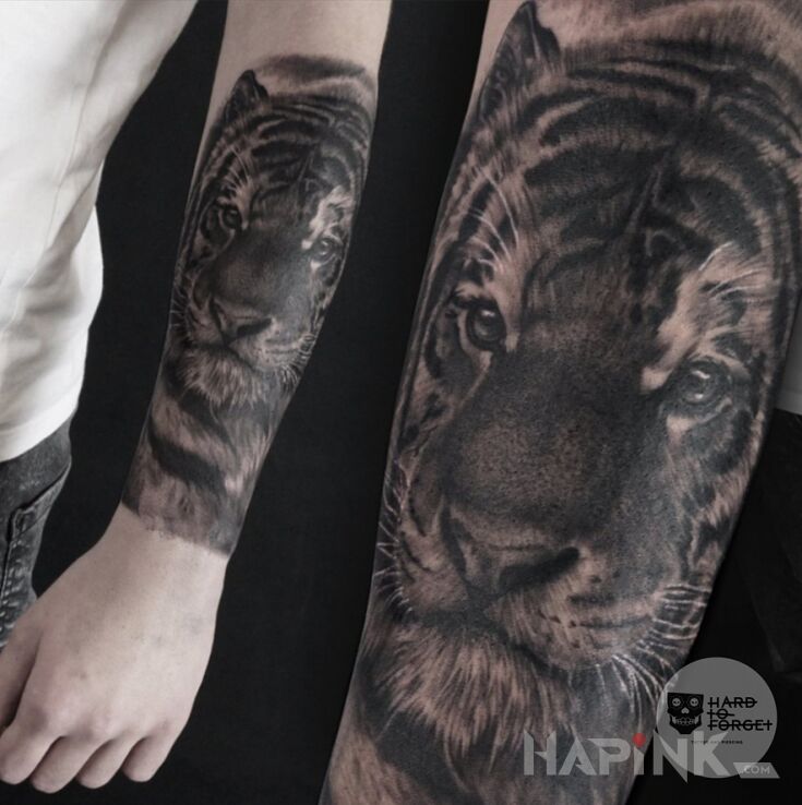 Tattoo Tygrys in black and gray motif and realistic style on the forearm