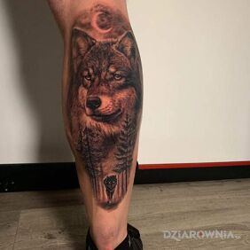 Tatuaż Wilk na nodze motyw: czarno-szare styl: realistyczne