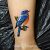 eastern bluebird