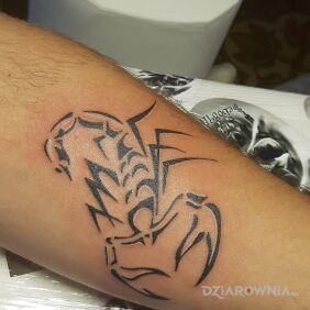 Tatuaż Scorpion na ręce motyw: znaki zodiaku styl: tribale