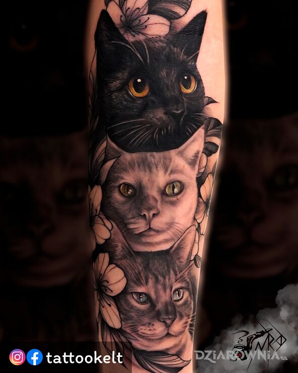 Tatuaż koty w motywie czarno-szare i stylu realistyczne na przedramieniu