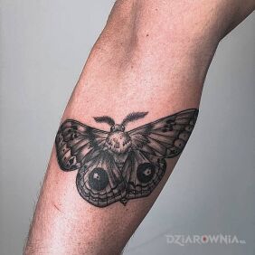 Tatuaż Natural Butterfly na ręce motyw: motyle styl: realistyczne
