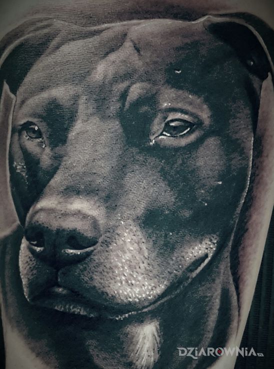 Tatuaż pies w motywie zwierzęta na przedramieniu