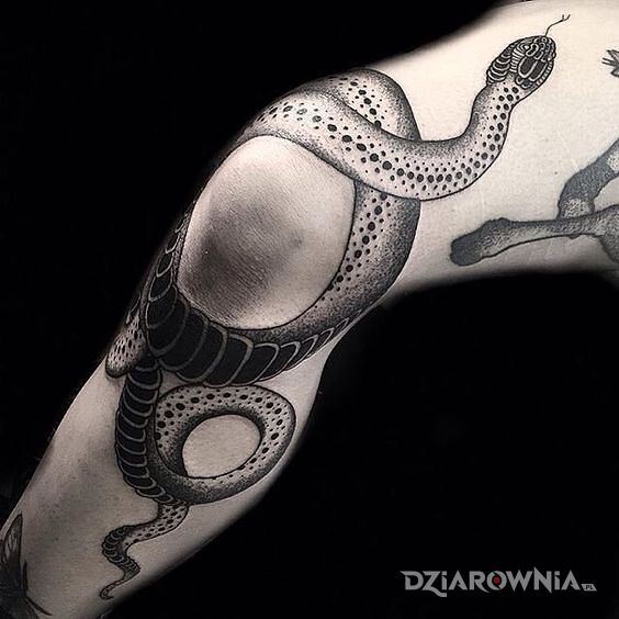 Tatuaż waz duszacy kolano w motywie czarno-szare i stylu graficzne / ilustracyjne na nodze