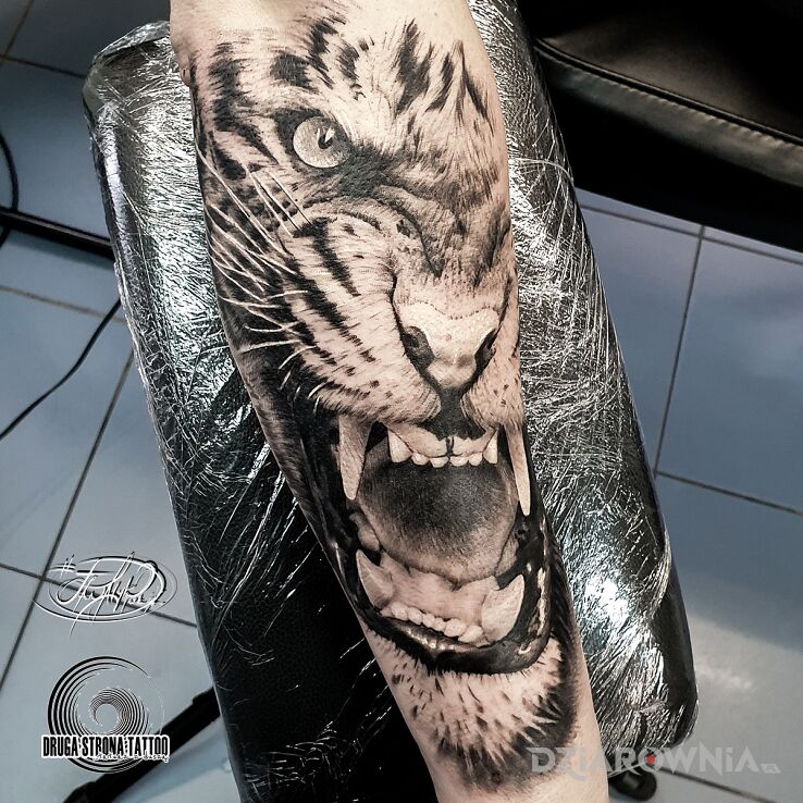 Tatuaż tygrys naturalnie w motywie czarno-szare i stylu realistyczne na ręce