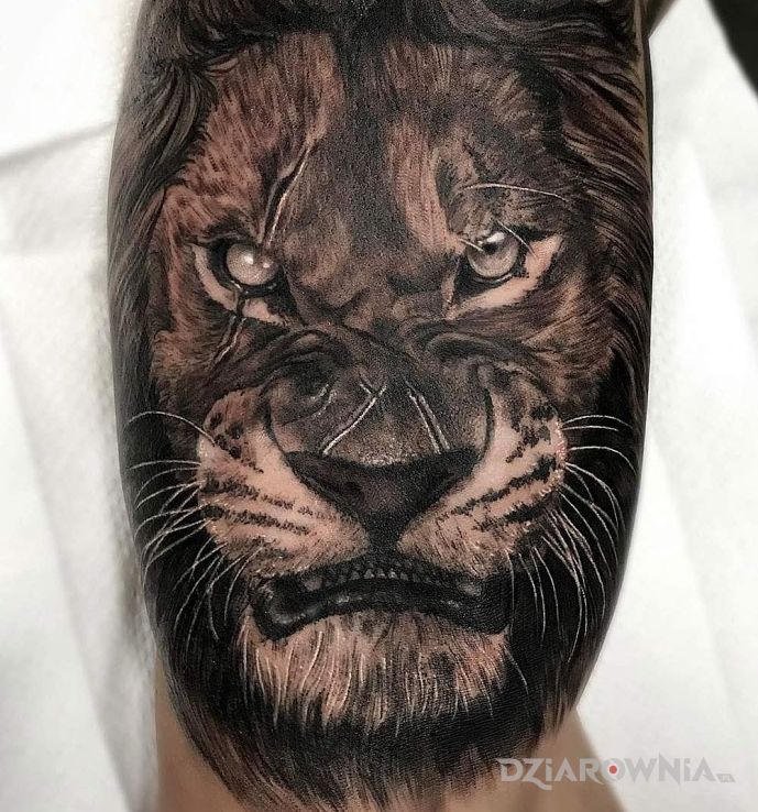 Tatuaż wkurzony lew w motywie zwierzęta i stylu realistyczne na ramieniu