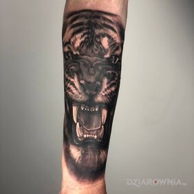 Tatuaż The tiger na przedramieniu motyw: 3D styl: realistyczne