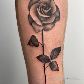 Tatuaż Rose na ręce motyw: czarno-szare styl: realistyczne