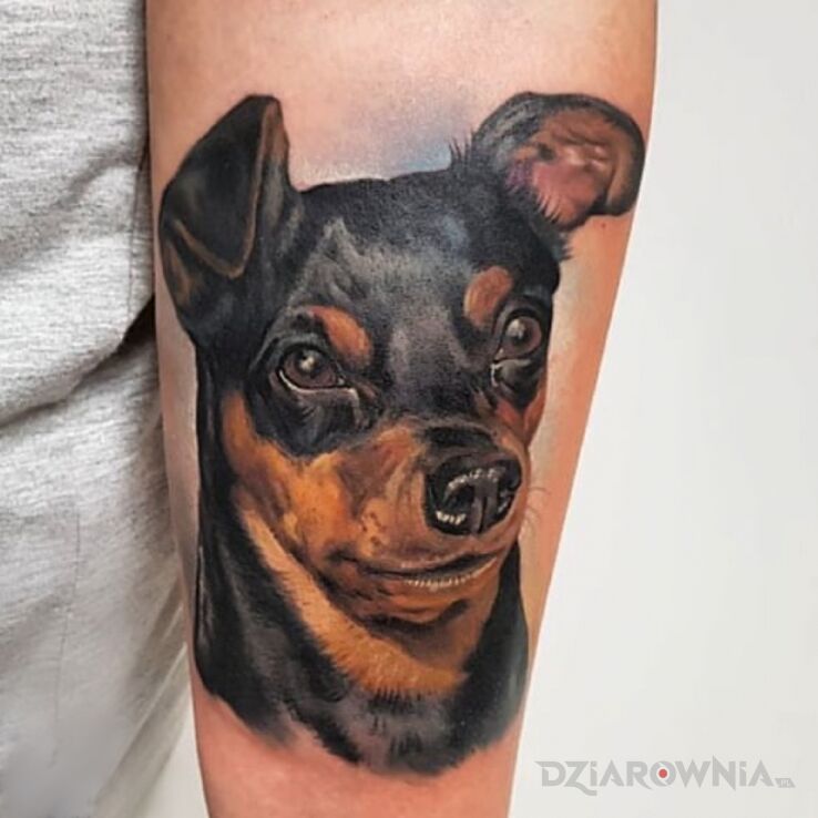 Tatuaż pies w motywie kolorowe i stylu realistyczne na przedramieniu