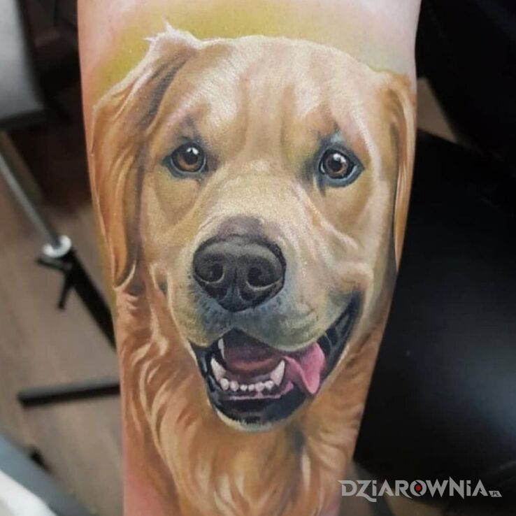 Tatuaż pies w motywie kolorowe i stylu realistyczne na ręce