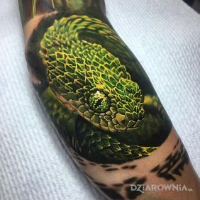 Tatuaż Bush Viper na przedramieniu motyw: zwierzęta styl: realistyczne