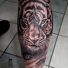Tattoo Tiger and paratrooper on the calf motif: black and gray style: realistic