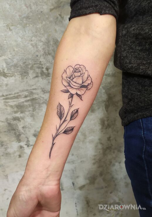 Tatuaż różyczka w motywie florystyczne i stylu graficzne / ilustracyjne na przedramieniu