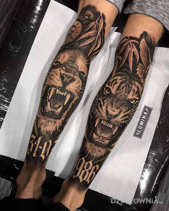 Tatuaż lew i tygrys w motywie czarno-szare i stylu realistyczne na nodze