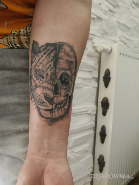 Tatuaż czaszka tygrys w motywie czaszki i stylu graficzne / ilustracyjne na przedramieniu