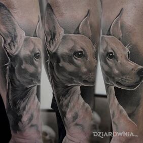 Tatuaż Pies / Portret / Przyjaciel na ręce motyw: czarno-szare styl: realistyczne