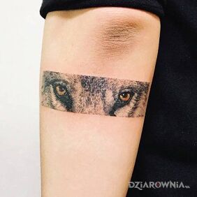 Tatuaż Wilcze oczy na przedramieniu motyw: czarno-szare styl: realistyczne