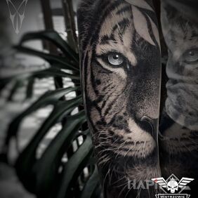 Tattoo Tiger on the forearm motif: black and gray style: realistic
