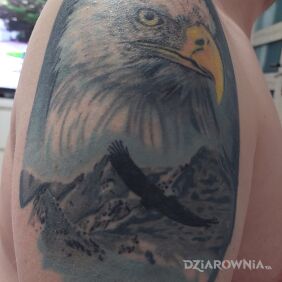 Tatuaż Orzeł na ramieniu motyw: kolorowe styl: realistyczne