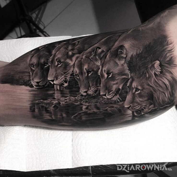 Tatuaż lwy przy wodopoju w motywie czarno-szare i stylu realistyczne na bicepsie