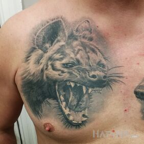 Tattoo Realistic hyena on the chest motif: black and gray style: realistic