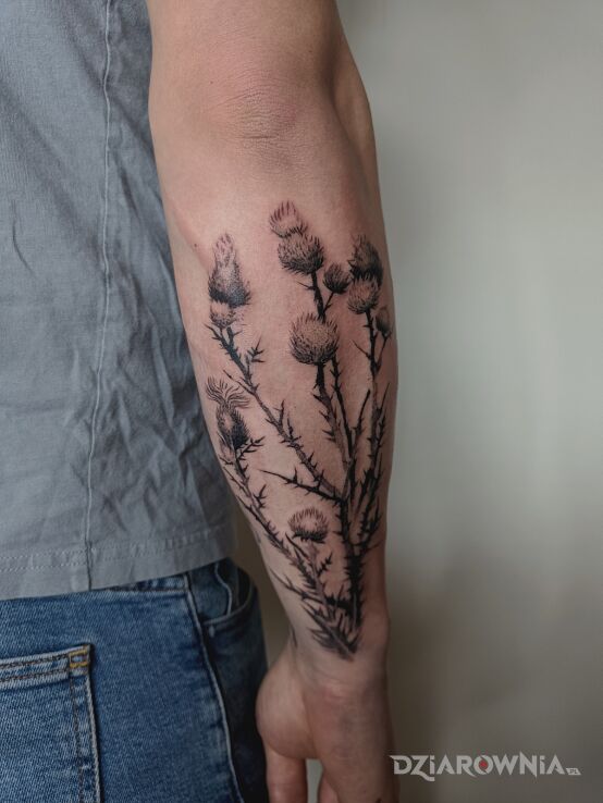 Tatuaż najbardziej męskie kwiaty czyli oset w motywie kwiaty i stylu realistyczne na przedramieniu