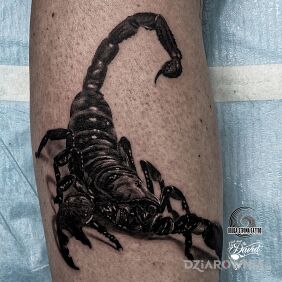 Tatuaż Skorpion :D na łydce motyw: czarno-szare styl: realistyczne