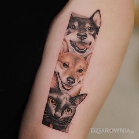 Tatuaż 2 psy i kot na ramieniu motyw: 3D styl: realistyczne