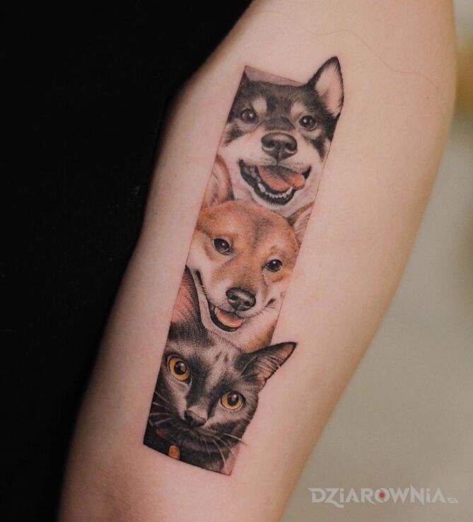 Tatuaż 2 psy i kot w motywie kolorowe i stylu realistyczne na ramieniu