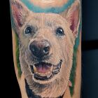 Pies tatuaż kolor