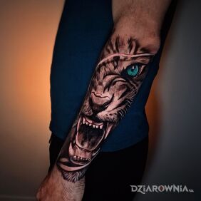 Tatuaż Tygrys na przedramieniu na ręce motyw: 3D styl: realistyczne