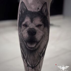 Tattoo Alaskan malamute on the calf motif: black and gray style: realistic