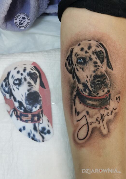 Tatuaż pies w motywie zwierzęta i stylu realistyczne na przedramieniu