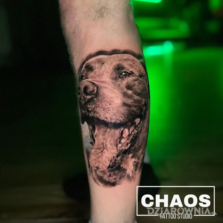 Tatuaż  psa amstaff tatuaż realistyczny ironicznakobra chaos tattoo poznań w motywie zwierzęta i stylu realistyczne na łydce
