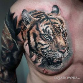 Tatuaż Tiger na klatce motyw: 3D styl: realistyczne