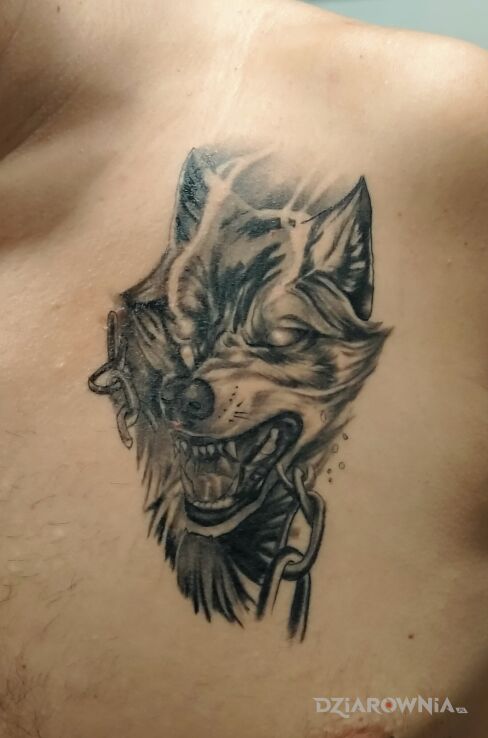 Tatuaż wilk w motywie czarno-szare i stylu realistyczne na klatce