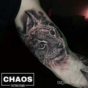Tatuaż Ryś na bicepsie motyw: zwierzęta styl: realistyczne