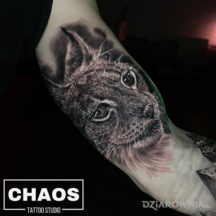 Tatuaż ryś - chaos tattoo poznań w motywie zwierzęta i stylu realistyczne na bicepsie