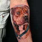 Brązowy pies pitbull