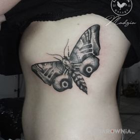 Tatuaż Ćma na żebrach motyw: motyle
