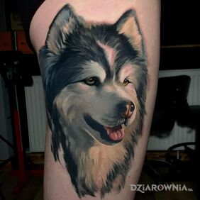 Tatuaż Portret psa na nodze motyw: kolorowe styl: realistyczne