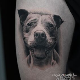 Tatuaż Portret pieska na nodze motyw: czarno-szare styl: realistyczne