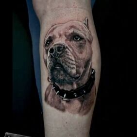 Tattoo CALF TATTOO REALISM PITBULL TATTOO on the leg motif: animals style: realistic