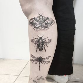 Tattoo Insect collection on the calf motif: black and gray style: realistic
