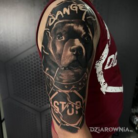 Tatuaż Pitbull tattoo na ramieniu motyw: zwierzęta styl: realistyczne