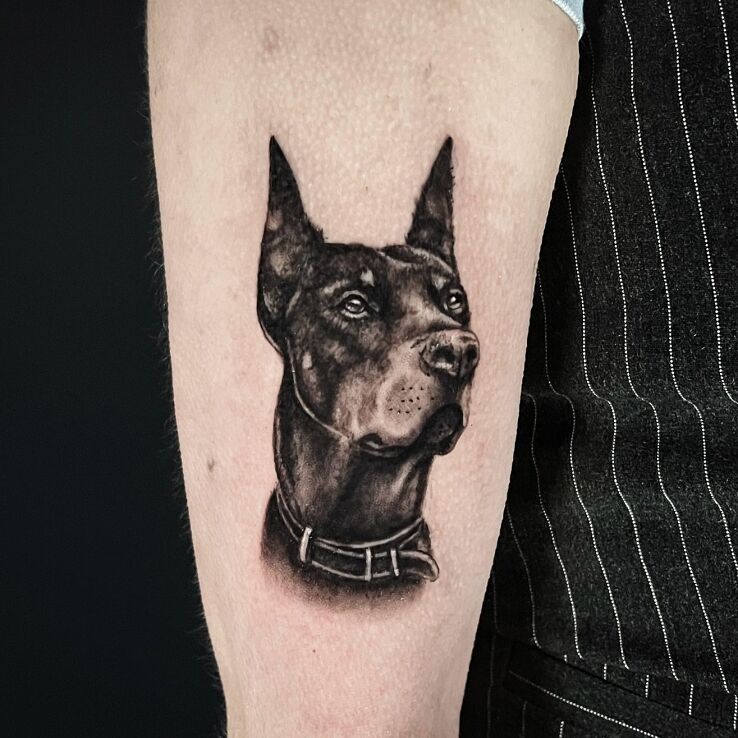 Tattoo Doberman realizm in black and gray motif and realistic style On the arm