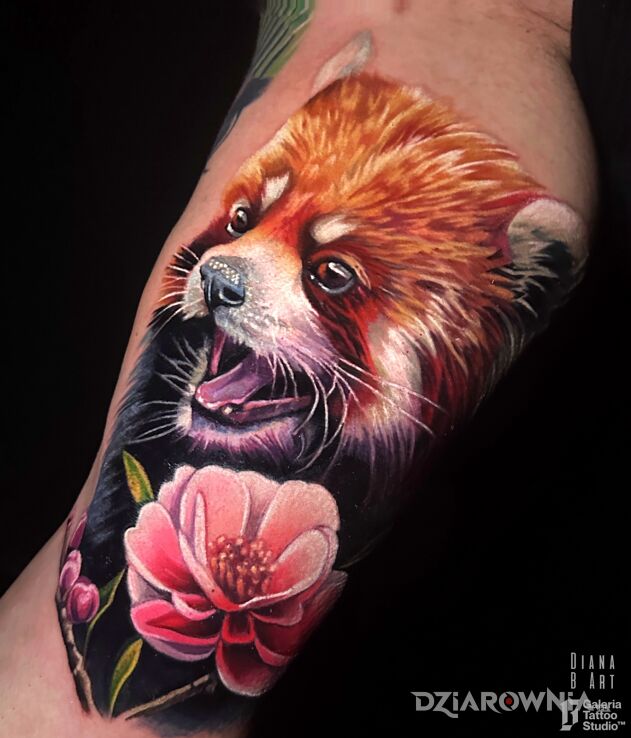 Tattoo Czerwona panda in animals motif and realistic style On the arm